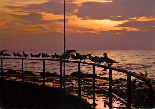World sunset crepuscule coucher du soleil Germany seagulls