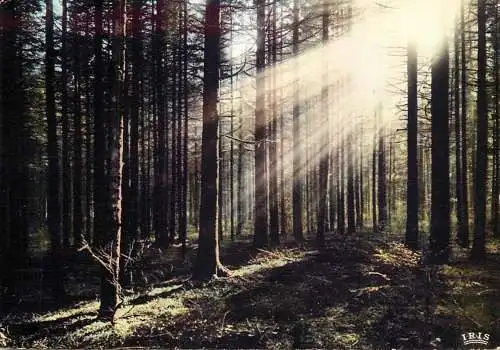 World sunset crepuscule coucher du soleil rayons sous les sapins