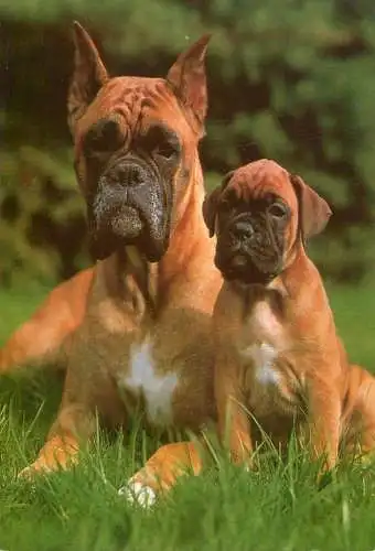 Canine illustration Boxer dogs