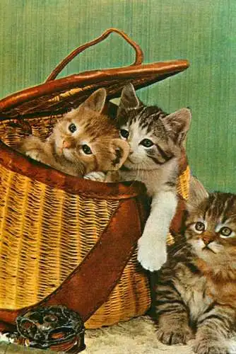 basket of kittens illustration