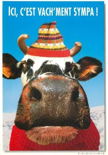 carte postale types d'animaux drôles vaches Ici c'est vach'ment sympa