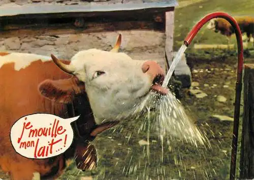 carte postale types d'animaux drôles vaches Je mouille mon lait