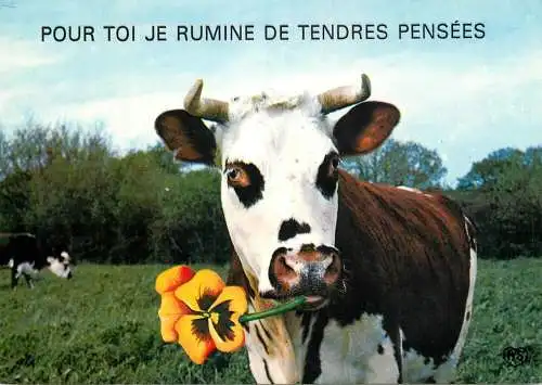 carte postale types d'animaux drôles vaches Pour toi je rumine de tendres pensees