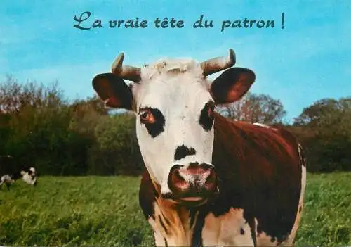carte postale types d'animaux drôles vaches La vraie tete du patron
