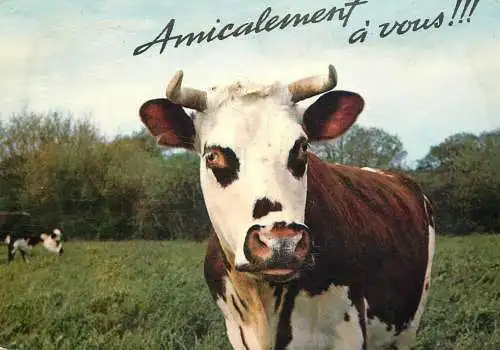 carte postale types d'animaux drôles vaches amicalement a vous