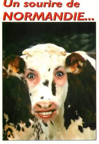 A smile from Normandy funny animal types cow