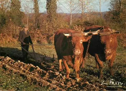 Farm types and scenes man ploughing the field with cows photo