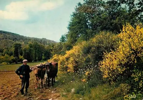 Farm types and scenes man ploughing the field with cows