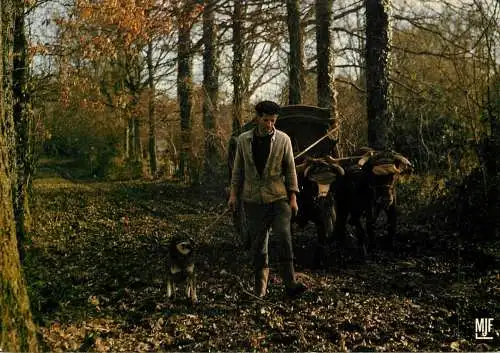 Countryside types and scenes man with cow cart and dog in the forest