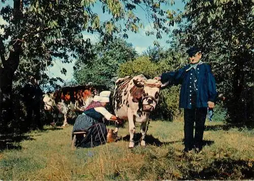 Folklore Normande femme traite une vache