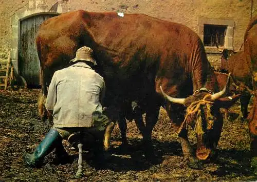 Farm guy type milking cow photo