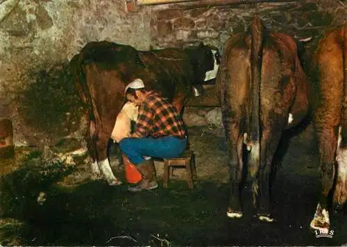 Farm type guy milking cows