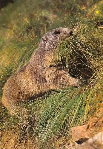 Animals types marmot