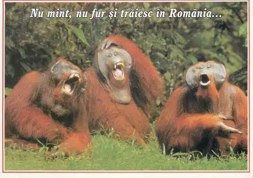 Funny animals types monkeys comic illustration