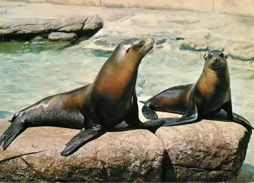 Animals types sea lions
