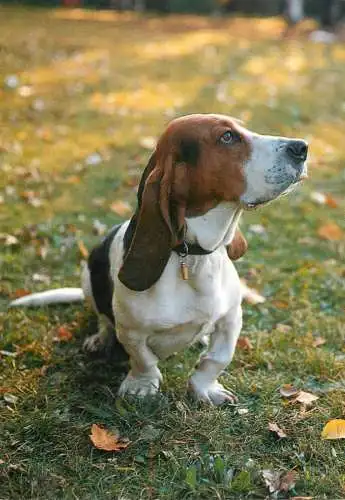 Animals types canine illustration Basset hound dog breed