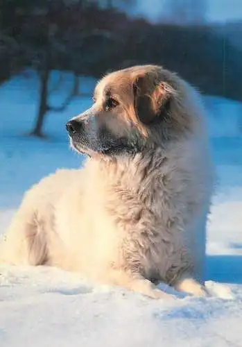 Animals types canine illustration mountain dog breed
