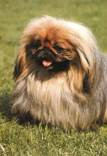 Animals types canine illustration Pekingese dog breed