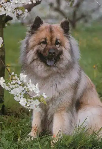 Animals types canine illustration Eurasian hound female dog