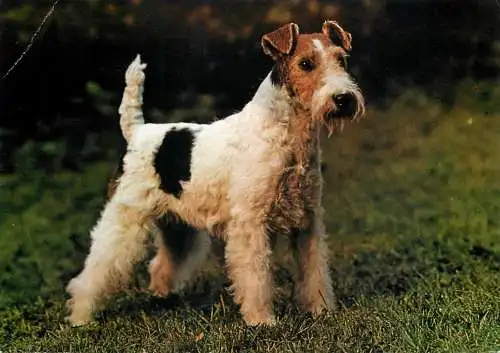 Animals types canine illustration foxterrier dog breed