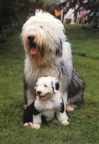 Animals types canine illustration Bobtail dog with puppy