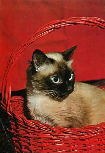 Animals types cat Hedy Loffler photo