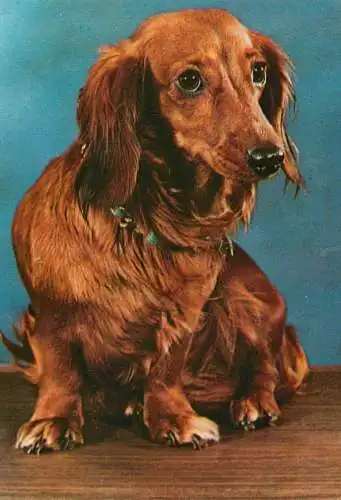 Animals types canine illustration Teckel dog breed image
