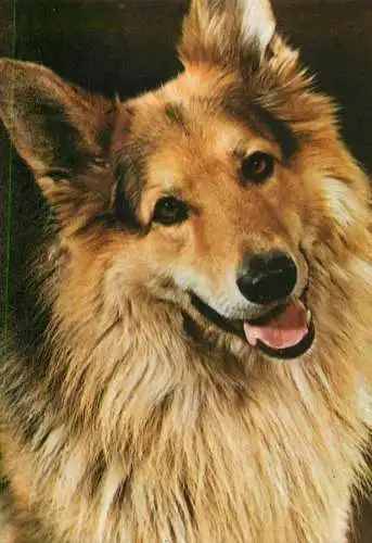 Animals types canine illustration German Shepherd dog breed