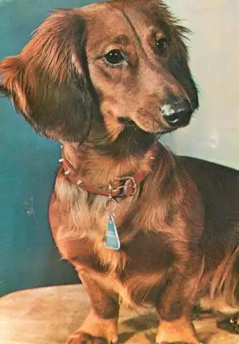 Animals types canine illustration Teckel dog breed