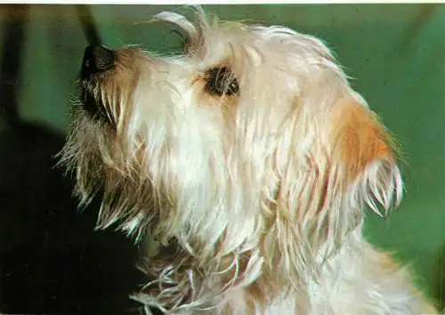 Animals types canine illustration Hedy Loffler photo