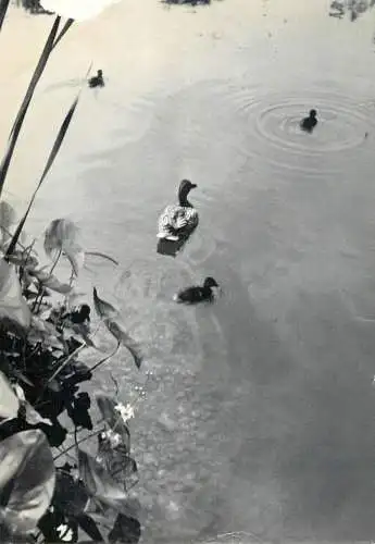Animal types ducks floating on lake