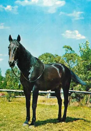 Animals postcard horse cheval Pferde
