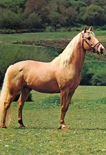 Animals postcard horse cheval Pferde Germany