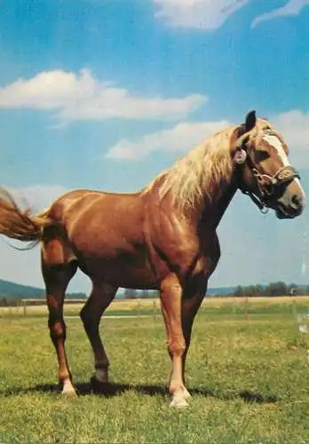 Animals postcard horse cheval Pferde Germany