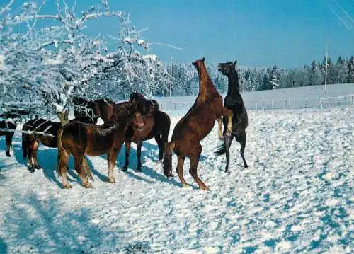 Animals postcard horse cheval Pferde aux franches montagnes