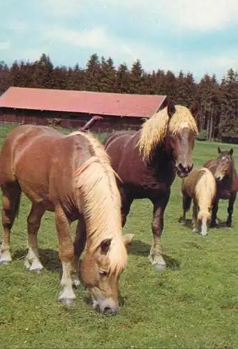 Animals postcard horse cheval Pferde Germany