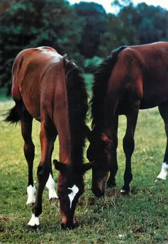 Animals postcard horse cheval Pferde Munchen Germany