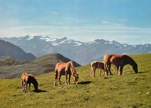 Animals postcard horse cheval Pferde Sudtirol Sarntaler Alpen