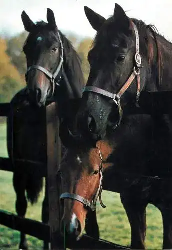Animals postcard horse cheval Pferde Germany