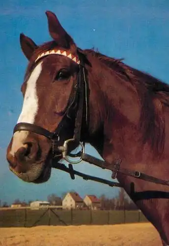 Animals postcard horse cheval Pferde Vollblut
