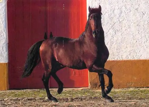 Animals postcard horse cheval Pferde hengst der rasse alter real in Portugal