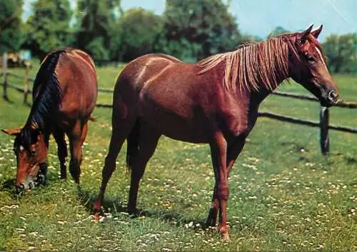 Animals postcard horse cheval Pferde