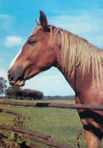 Animals postcard horse cheval Pferde