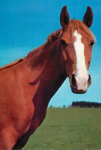 Animals postcard horse cheval Pferde Germany