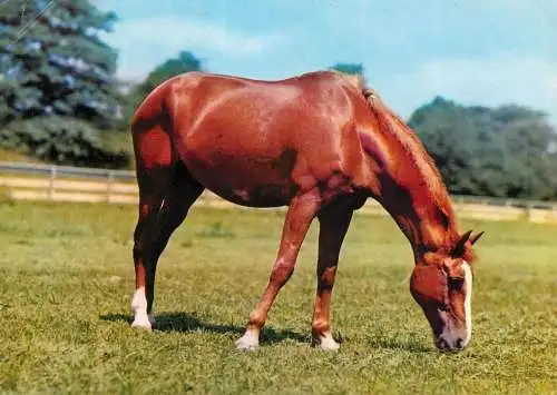 Animals postcard horse cheval Pferde Germany