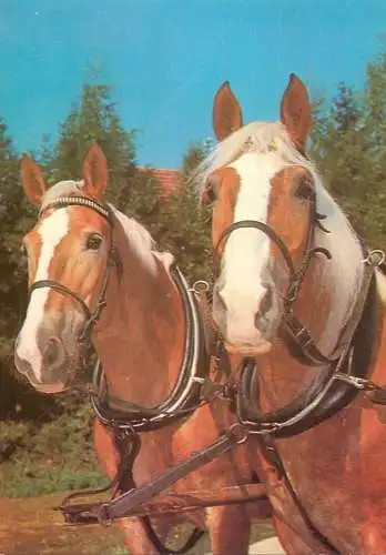 Animals postcard horse cheval Pferde Germany