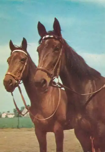 Animals postcard horse cheval Pferde Germany