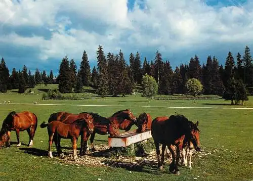 Animals postcard horse cheval Pferde au paturage du Jura