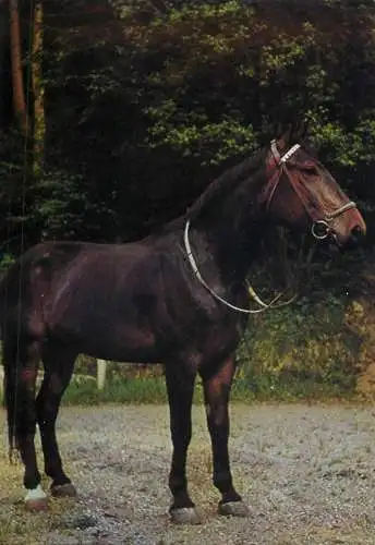 Animals postcard horse cheval Pferde Germany