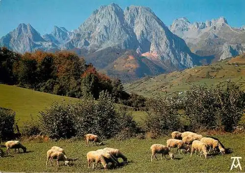 Animals postcard sheep moutons les Pyrenees 1987